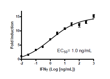 GAS Reporter (Luc) - HeLa Cell Line (IFNγ/JAK/STAT1 Pathway)