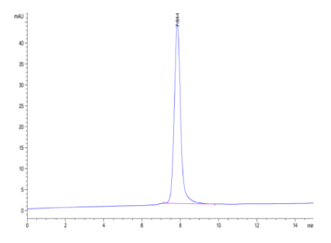 TIMP-1 hFc Chimera, Mouse