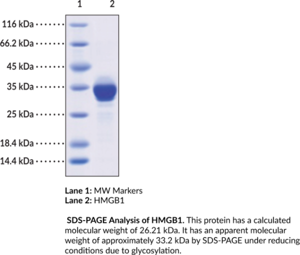 HMGB1 (human, recombinant)
