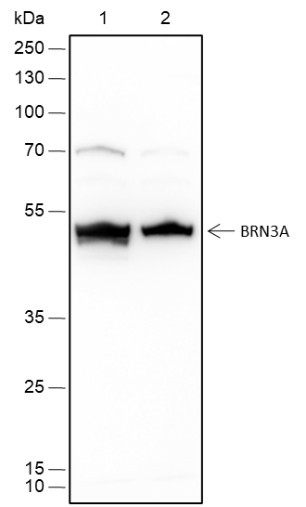 Anti-Recombinant BRN3A, clone A457