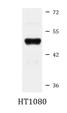 Anti-SLC16A3 / MCT4