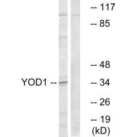 Anti-YOD1
