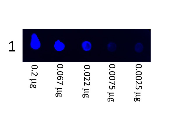 Anti-Swine IgG (H&amp;L) [Goat] Fluorescein conjugated