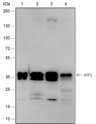 Anti-Recombinant ATF1, clone A562