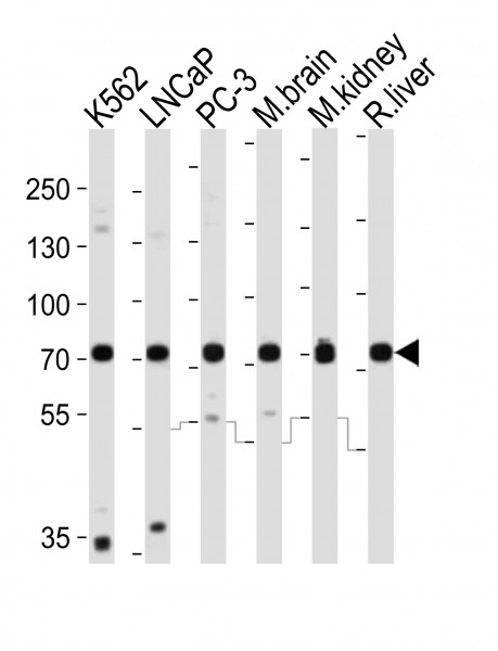 Anti-CD164