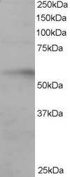 Anti-IRF6, C-terminal