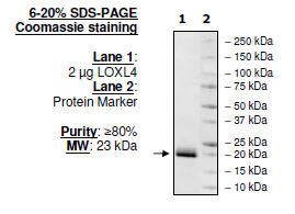 Lysyl oxidase-like 4 (LOXL4), E. coli