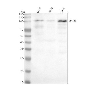 Anti-MASTL / Microtubule-associated serine/threonine-protein kinase-like