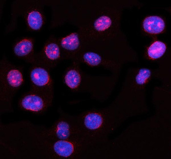 Anti-NUP62 / Nucleoporin 62