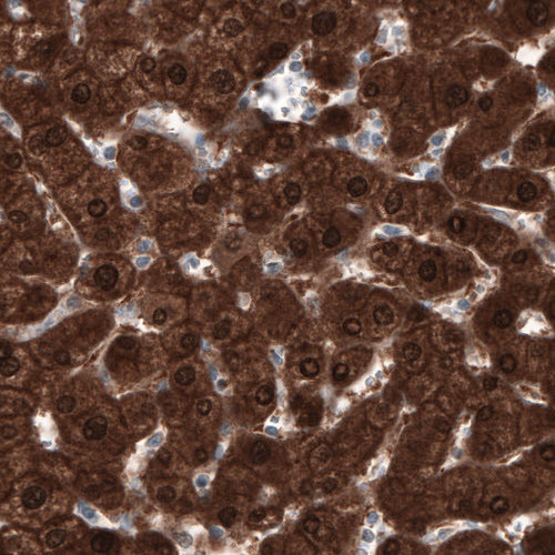 Anti-PGM1, clone CL3301