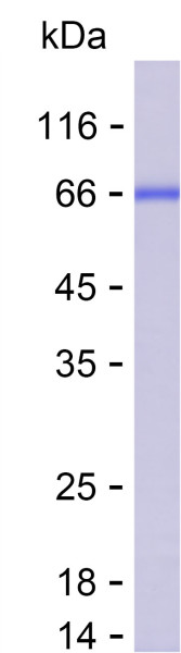 Recombinant Human ITM2B Protein