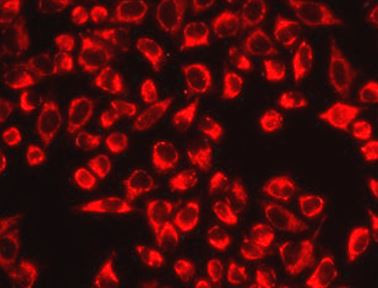 Anti-CS / Citrate synthase