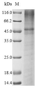 Potassium channel subfamily K member 3 (KCNK3), human, recombinant