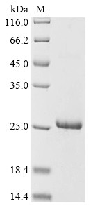 Tick receptor for ospA (TROSPA), Ixodes scapularis, recombinant