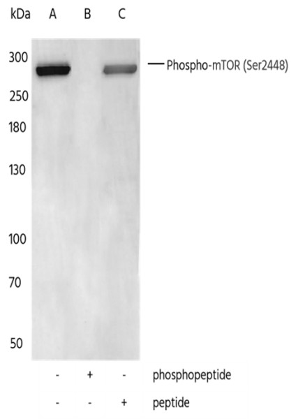 Anti-Phospho-mTOR (Ser2448) Monoclonal Recombinant Antibody