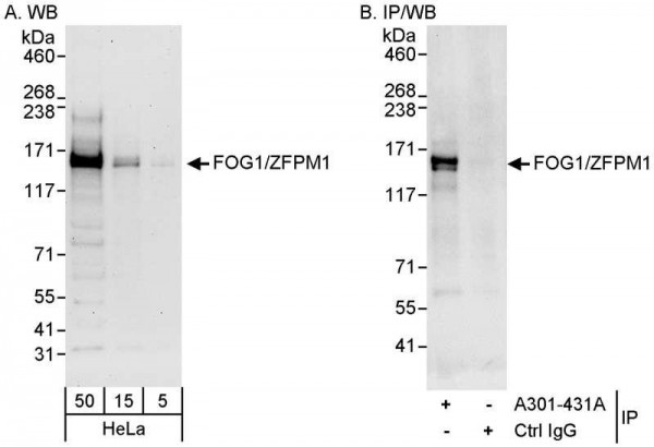 Anti-FOG1/ZFPM1