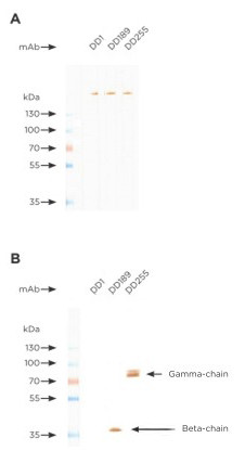 Anti-D-Dimer, clone DD1