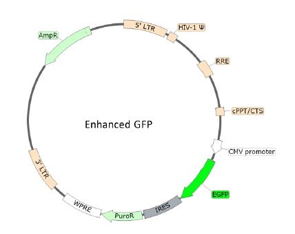 Spike (gamma P.1 Variant) (SARS-CoV-2) Pseudotyped Lentivirus (eGFP Reporter)