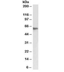 Anti-Fibrinogen beta chain