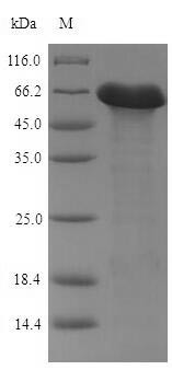 Penicillin-binding protein 4 (pbpE), Bacillus subtilis, recombinant