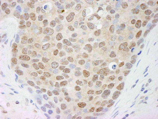 Anti-Cul4a (IHC)