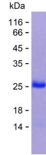 ANXA5 (human), recombinant protein