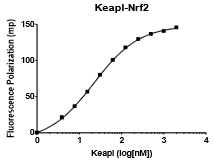 KEAP1-Nrf2 Inhibitor Screening Assay Kit