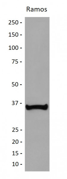 Anti-BOB1 / OCAB / OBF1
