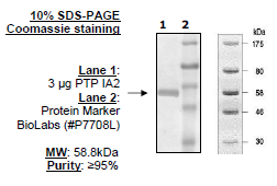 PTP IA2 (PTPRN), human recombinant, N-terminal GST tag