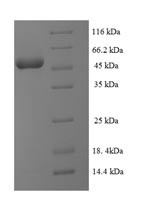 Ubiquitin-like-conjugating enzyme ATG3 (ATG3), human, recombinant