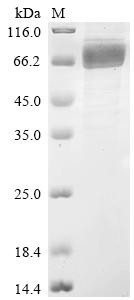Phospholipid transfer protein (Pltp), recombinant mouse