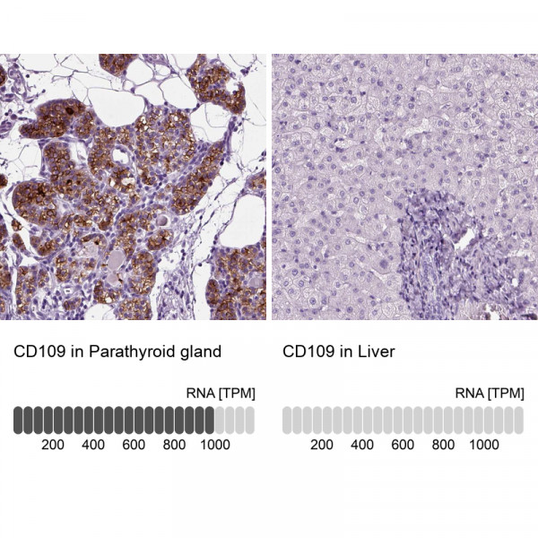 Anti-CD109