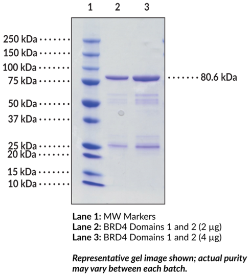 BRD4 bromodomains 1 and 2 (human, recombinant, aa 2-477)