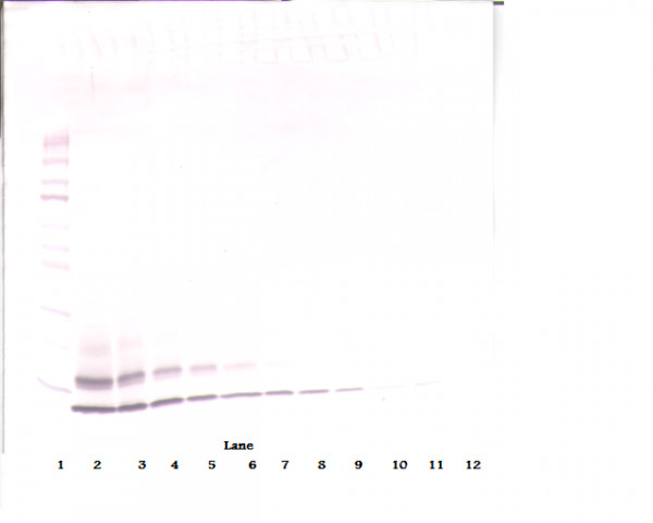 Anti-CCL4 / MCP1 beta (Biotin)
