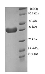 Eukaryotic translation initiation factor 4E-binding protein 2 (EIF4EBP2), human, recombinant