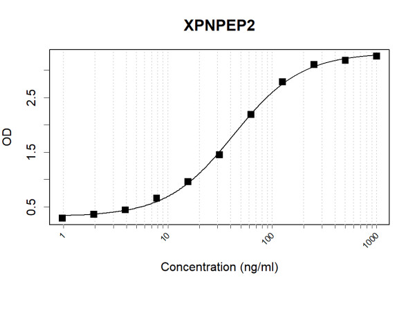 Anti-Human XPNPEP2 Antibody Pair