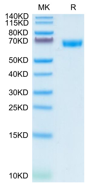 Human CD200/OX-2 Protein