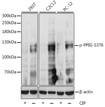 Anti-phospho-PPIG (Ser376)