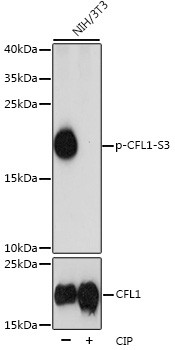 Anti-phospho-CFL1-S3