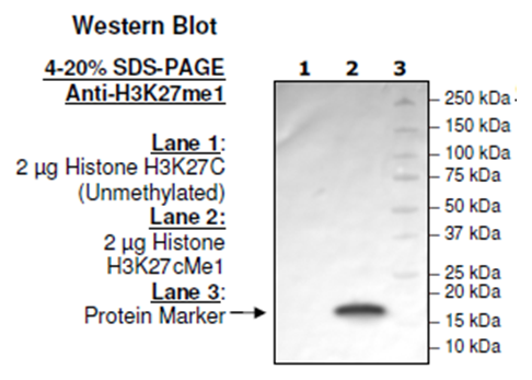 Histone H3 K27cMe1, Full Length