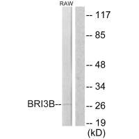 Anti-BRI3BP