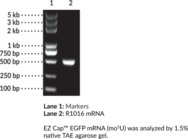 EZ Cap(TM) EGFP mRNA (mo5U)