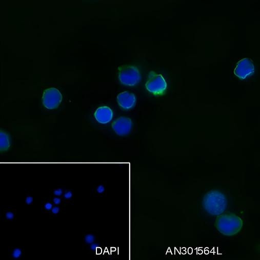 Anti-Recombinant IL-12, clone A263
