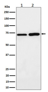 Anti-PREPL / Prolyl endopeptidase-like protein, clone 30P79