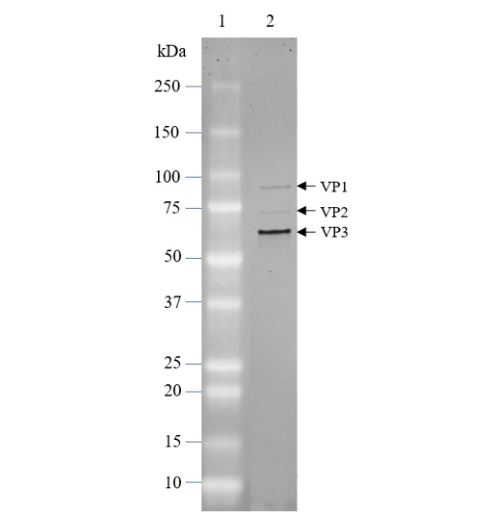 AAV2 Luciferase