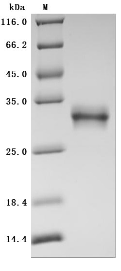 Oncostatin-M (OSM), partial (Active), human, recombinant