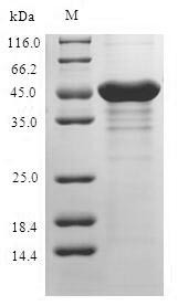 Retinoschisin (RS1), human, recombinant
