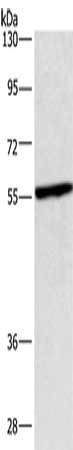 Anti-CEP55