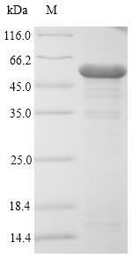 Outer membrane protein C (ompC), Escherichia coli O157:H7, recombinant