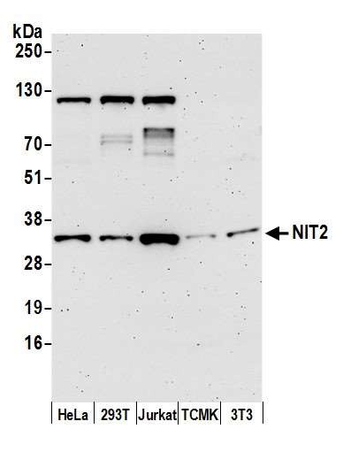 Anti-NIT2